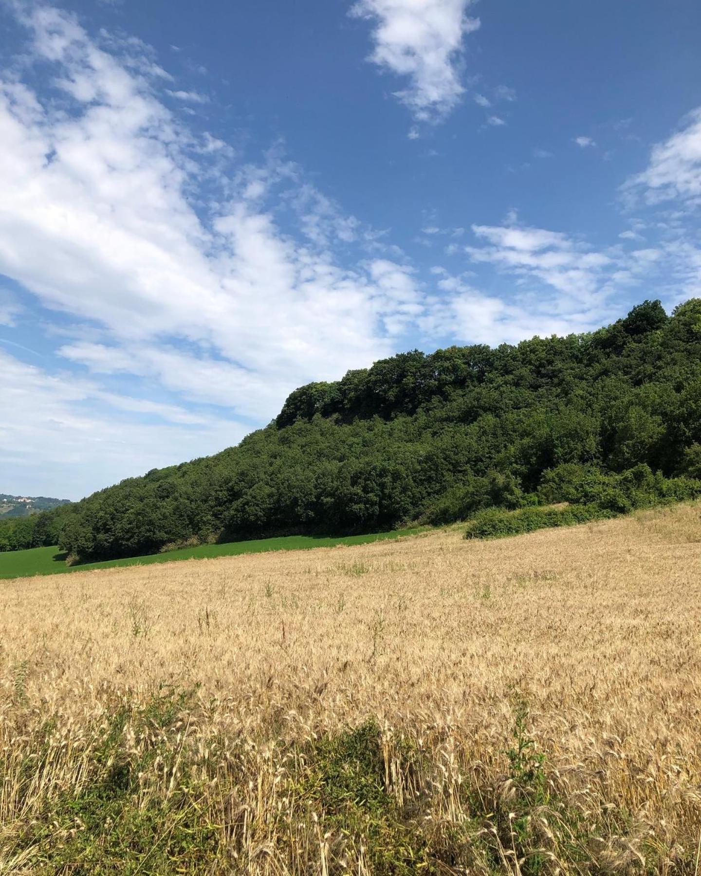 Agriturismo L'Esinante Cupramontana Eksteriør billede
